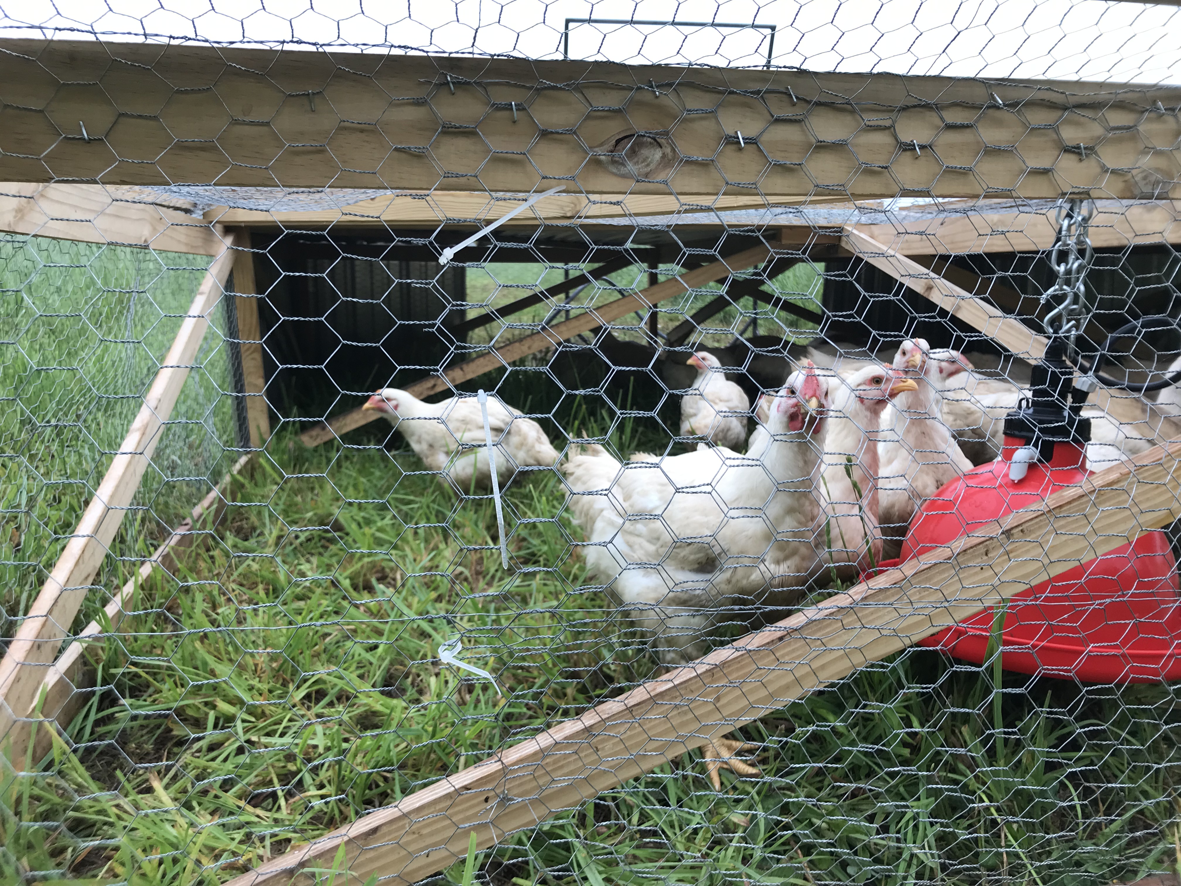 Moving Chickens on Pasture